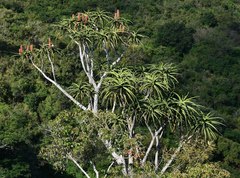 Aloidendron barberae