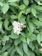 Apis mellifera