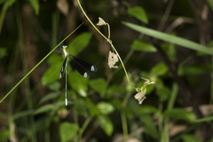 Orolestes selysi