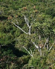 Aloidendron barberae