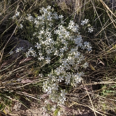 Phlox tenuifolia