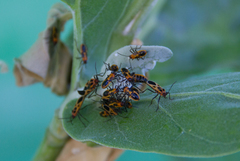 Tropidothorax fimbriatus
