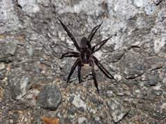 Anachemmis