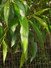 Salix