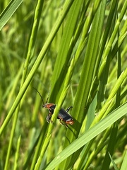 Cantharis rustica