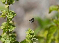Eutricharaea