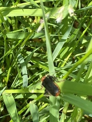 Cantharis rustica