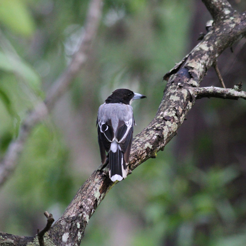 Silver-backed Butcherbird (Cracticus argenteus), photo 5