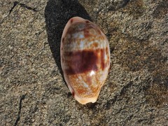 Talostolida pellucens