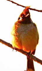 Pycnonotus leucogenys