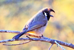 Pycnonotus leucogenys