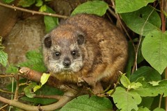 Dendrohyrax arboreus