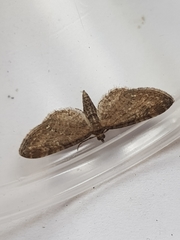 Eupithecia vulgata