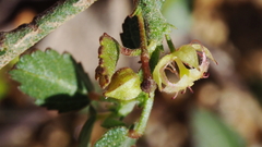 Ayenia compacta