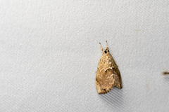 Crocidolomia subhirsutalis