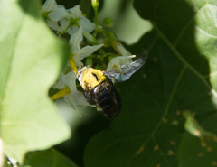 Xylocopa ocularis