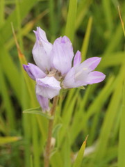 Campanula glomerata glomerata