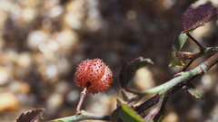 Ayenia compacta