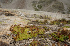 Sedum alpestre