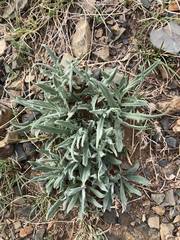 Saussurea salicifolia