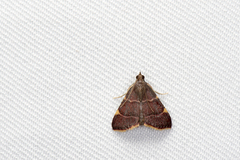 Hypsopygia pelasgalis