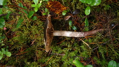 Cortinarius brunneus