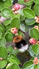 Bombus hypnorum
