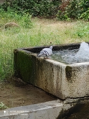 Columba livia domestica
