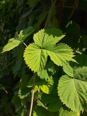 Humulus lupulus