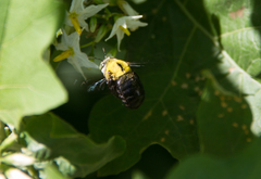 Xylocopa ocularis
