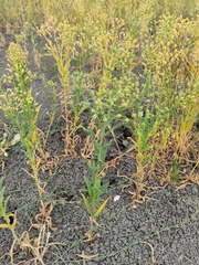 Camelina