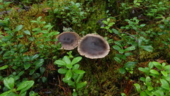 Cortinarius brunneus