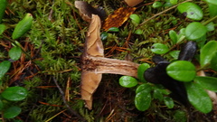 Cortinarius brunneus
