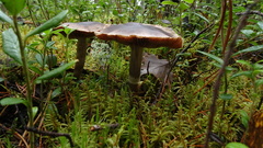 Cortinarius brunneus