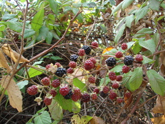 Rubus humistratus