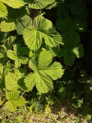 Humulus lupulus