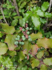 Berberis aquifolium