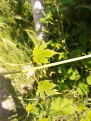 Humulus lupulus