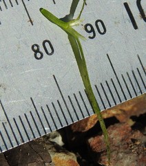 Najas tenuifolia