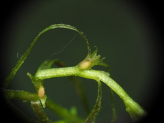 Najas tenuifolia