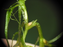 Najas tenuifolia