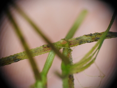 Najas tenuifolia
