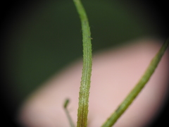 Najas tenuifolia