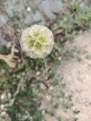 Scabiosa rotata