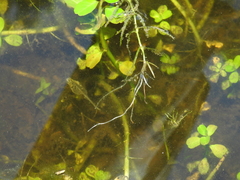 Najas tenuifolia