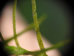 Najas tenuifolia