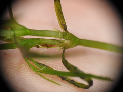 Najas tenuifolia