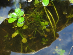 Najas tenuifolia