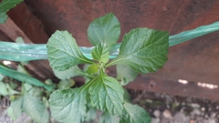 Cyanthillium cinereum