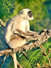 Semnopithecus schistaceus